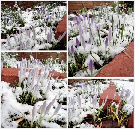 snow
